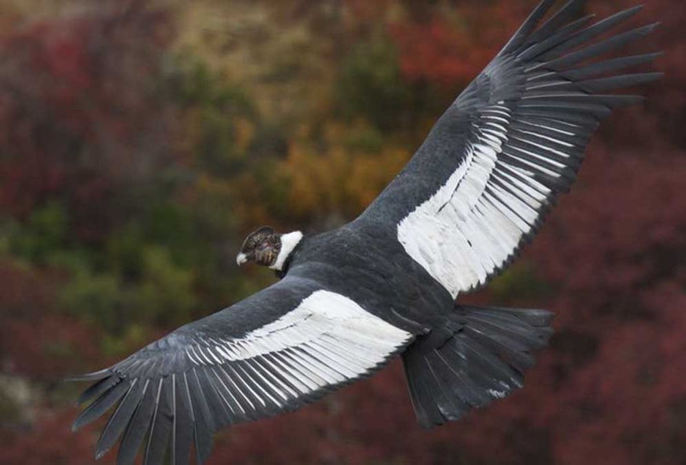 Burung Ini Bisa Terbang 160 Km Tanpa Sekalipun Mengepakkan Sayapnya